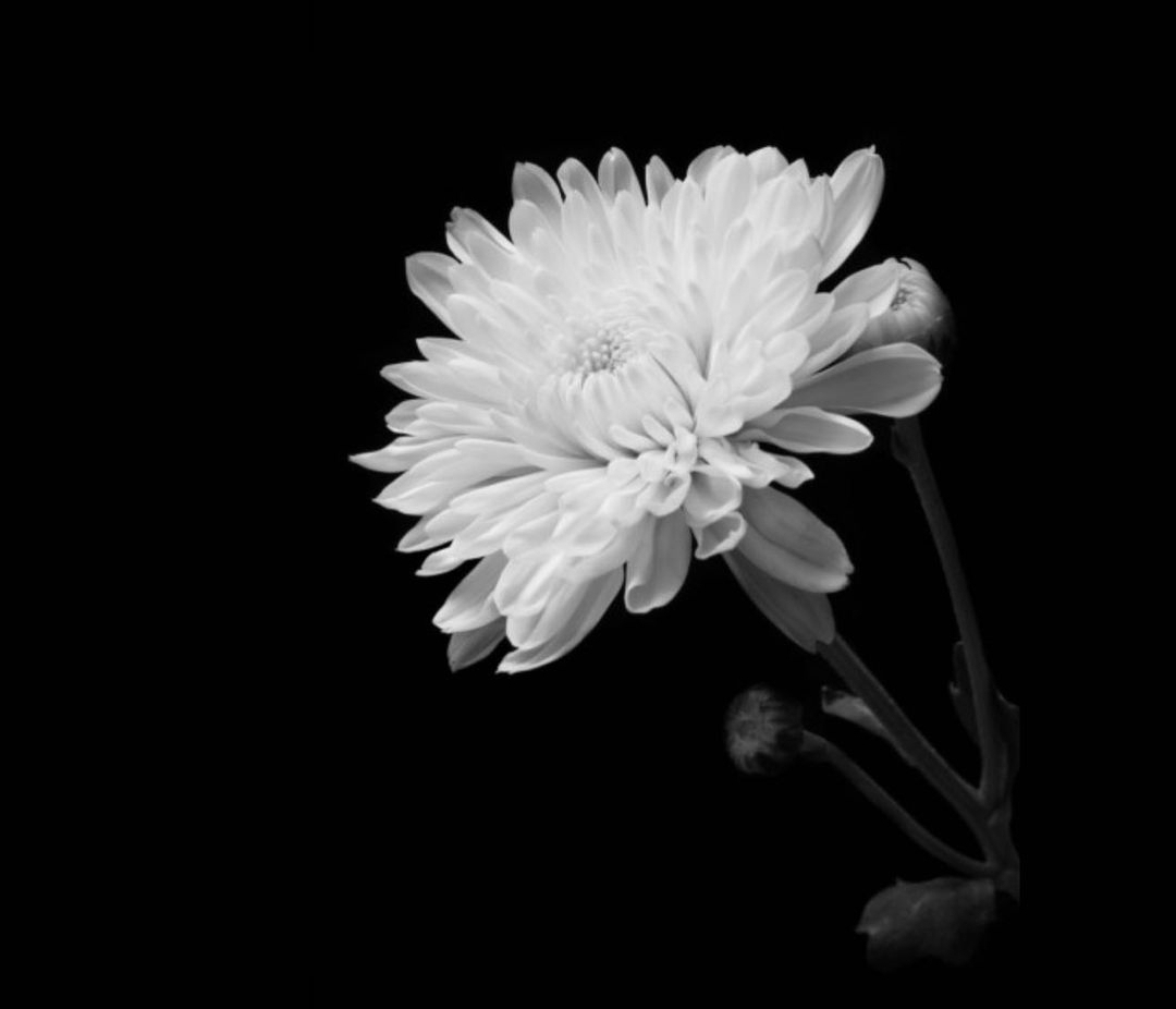 board_data["image_no"]