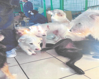 반려동물보건학과_앵두네 쉼터 증빙자료 2 231124.png