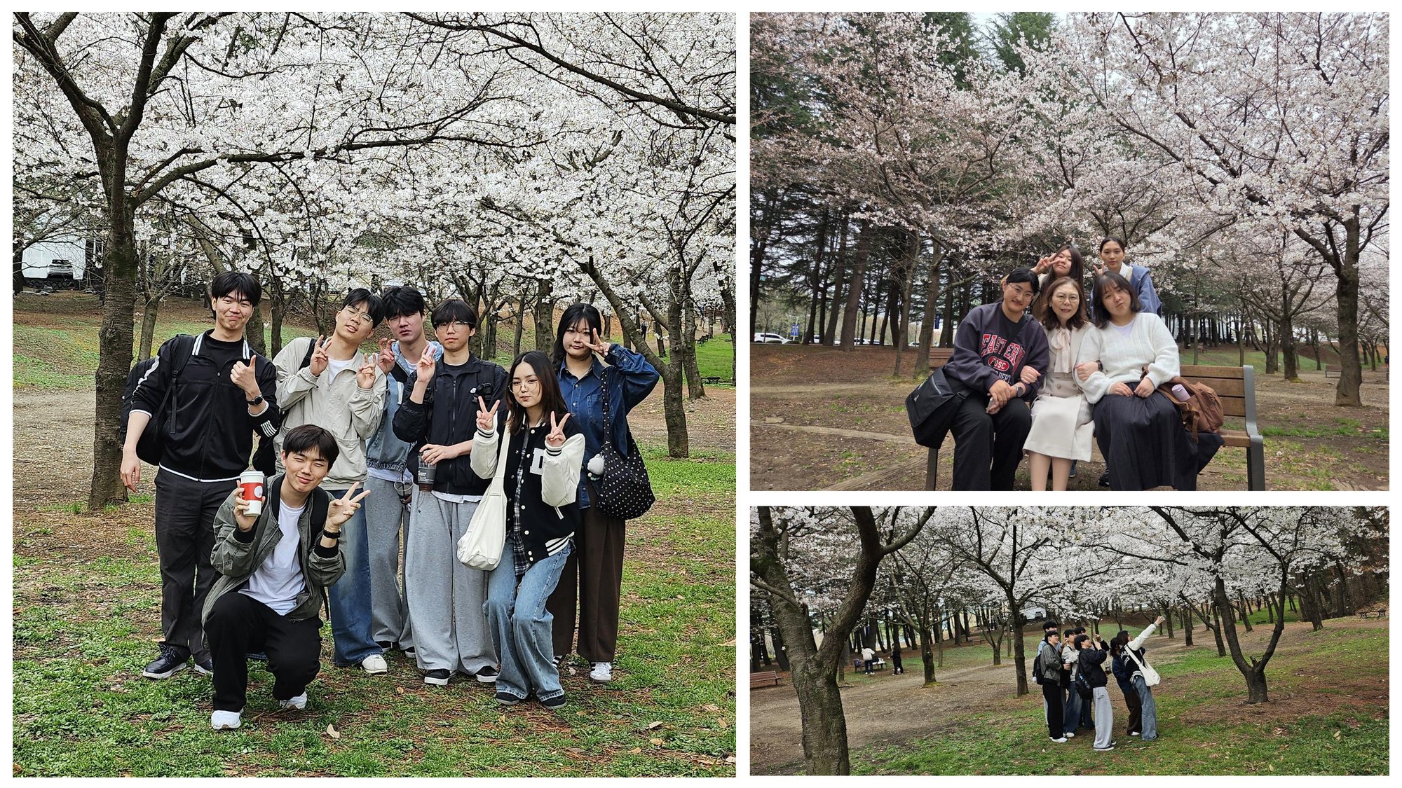 20260324,31 사제동행 벚꽃_4.png