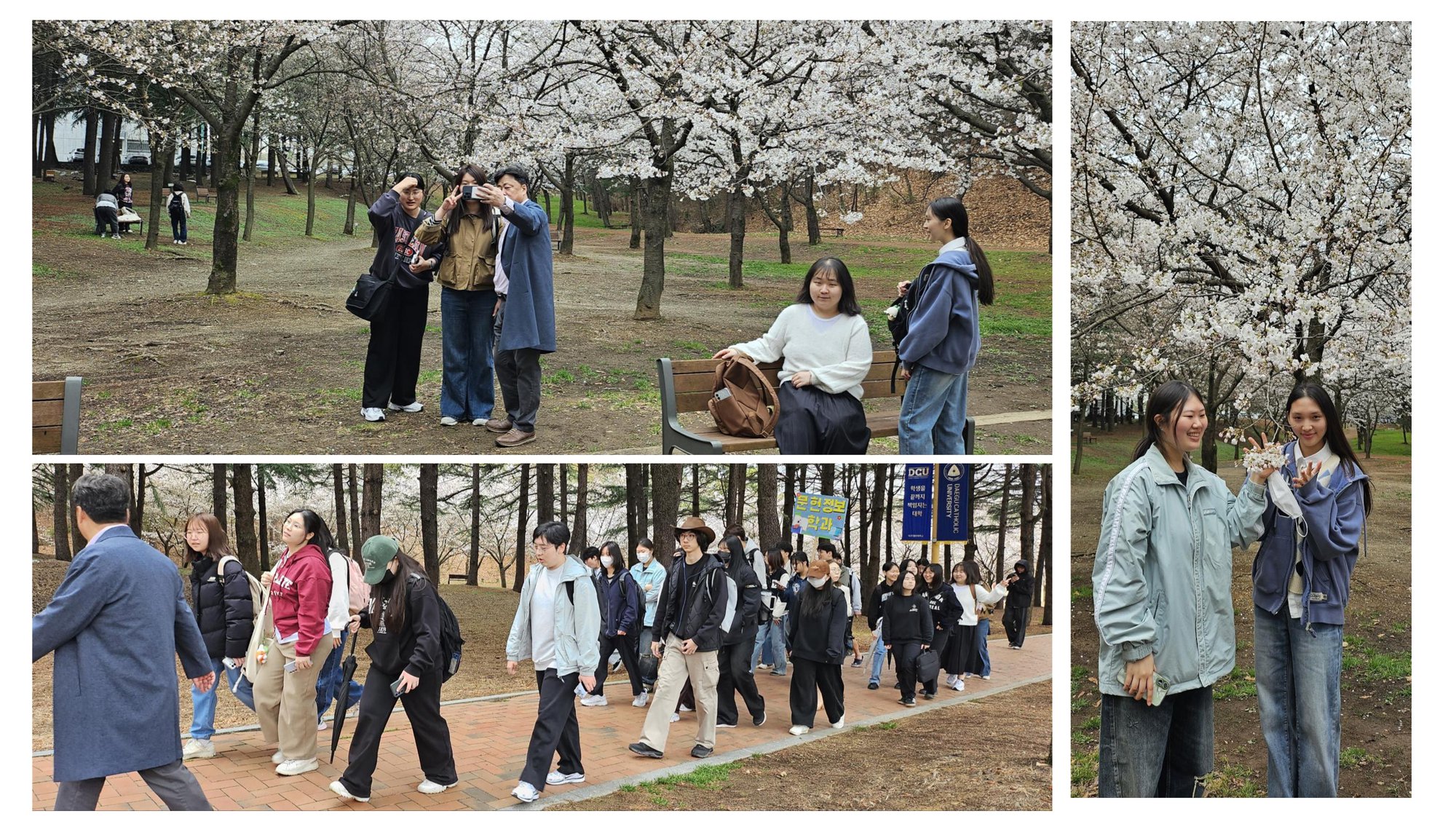 20260324,31 사제동행 벚꽃_5.png